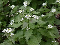 Garlic Mustard Resized for Newsflash.jpg
